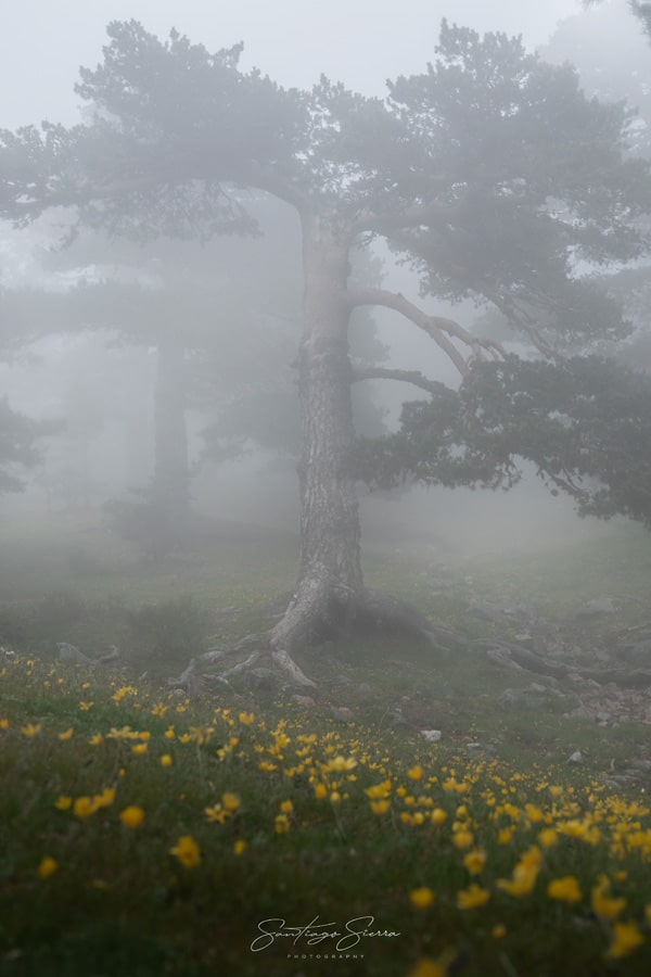 Hiking in Madrid: Cercedilla & Las Dehesas